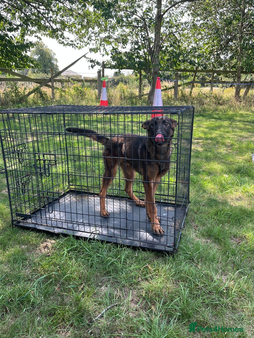 Belgian Shepherd Dog dogs for sale: 6x Malinois Puppies for Adoption - Image 2