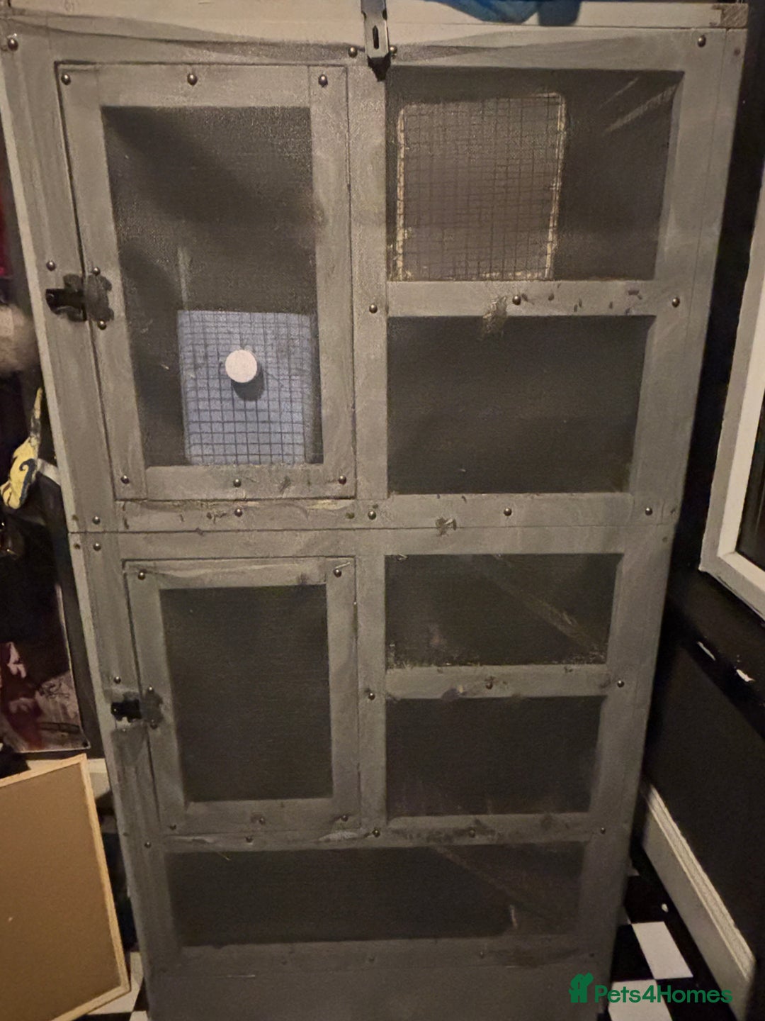 Chinchilla rodents for sale: 2 chinchillas with set up - Advert 6