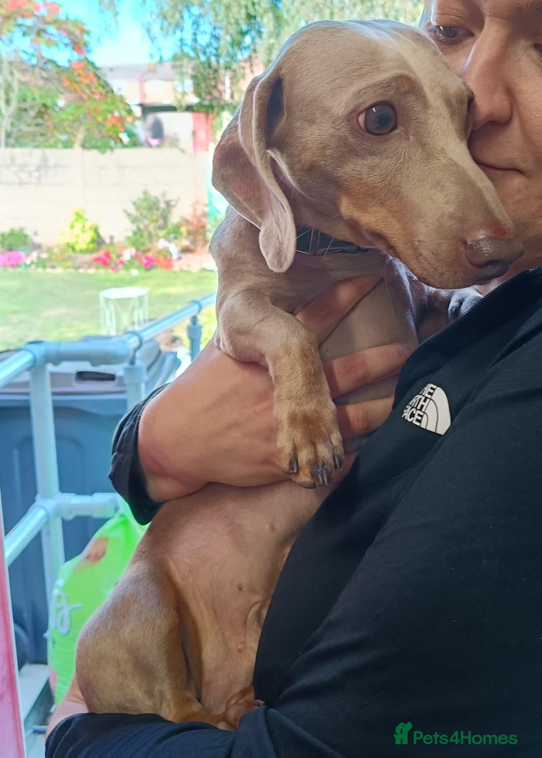 Miniature Dachshund dogs STEFAN, a Superb S-H Sausage Boy for a Loving Home - Advert 1