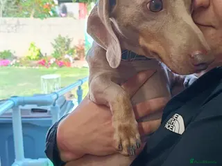 Miniature Dachshund dogs STEFAN, a Superb S-H Sausage Boy for a Loving Home - Advert 1