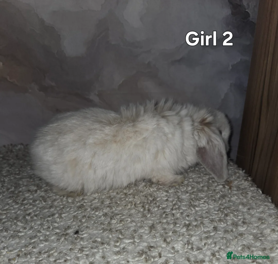 Mini Lop rabbits for sale: PURE MINI LOP BUNNIES ( All COLOURS) - Advert 34