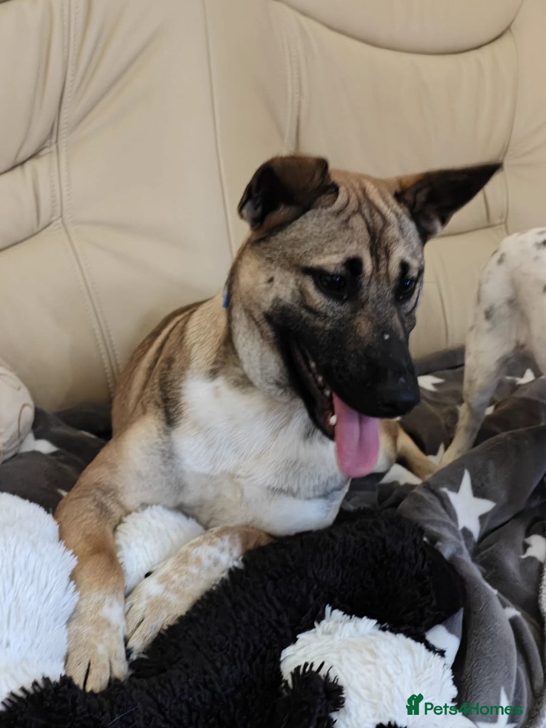Mixed Breed dogs for adoption: ❤️Lisa, cheerful 7-month-old lower-medium girl ❤️ - Advert 7