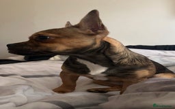 French Bulldog dogs for sale: French bulldog cross puppies  - Advert 3