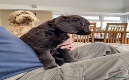 Australian Labradoodle dogs for sale: Pure Australian Labradoodles - READY TO LEAVE  - Image 17