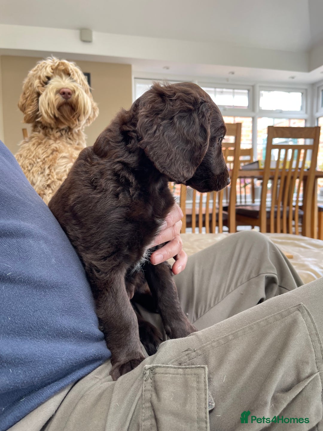 Australian Labradoodle dogs for sale: Pure Australian Labradoodles - READY TO LEAVE  - Image 17