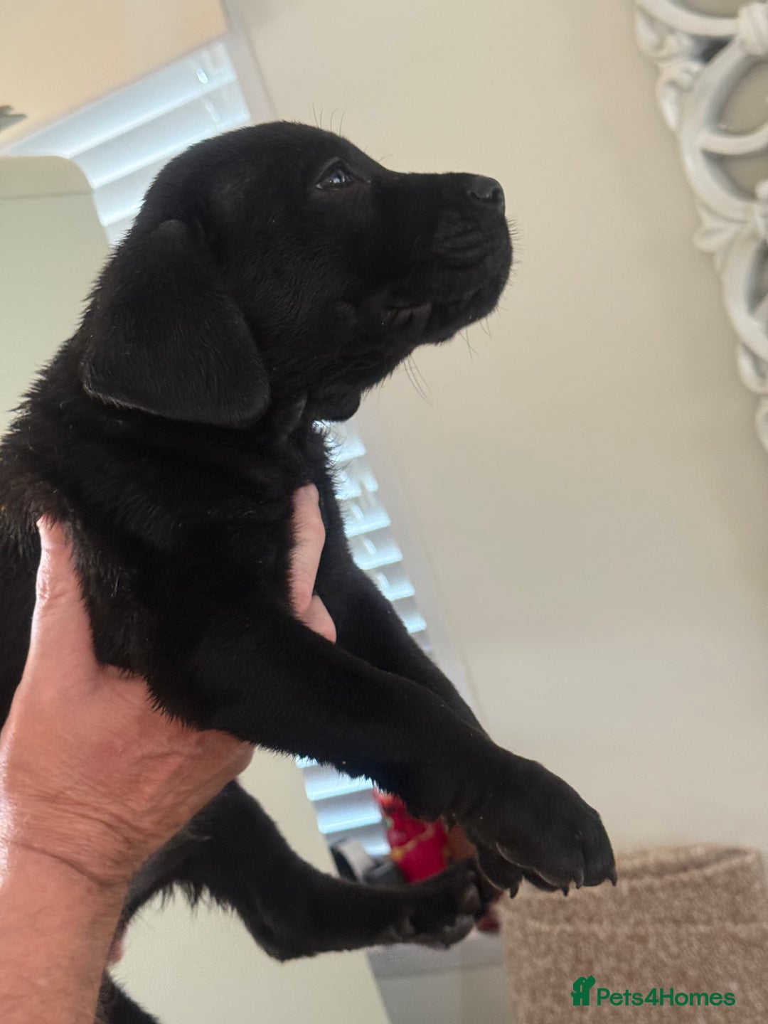 Mixed Breed dogs for sale: Happy and attractive Rotti-Corso puppies  - Image 7