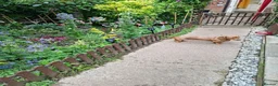 Miniature Dachshund dogs for sale: Brown dachshund  in Leominster - Advert 4