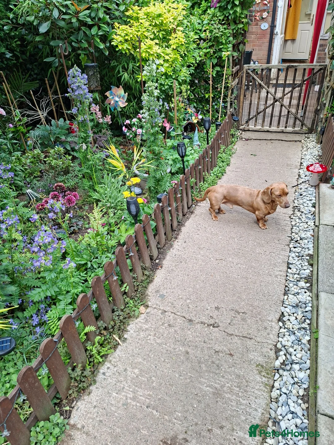 Miniature Dachshund dogs for sale: Brown dachshund  in Leominster - Advert 4