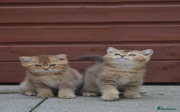 British Shorthair cats for sale: Last kitten left: TICA Golden Black Shaded BSH/BLH - Image 16