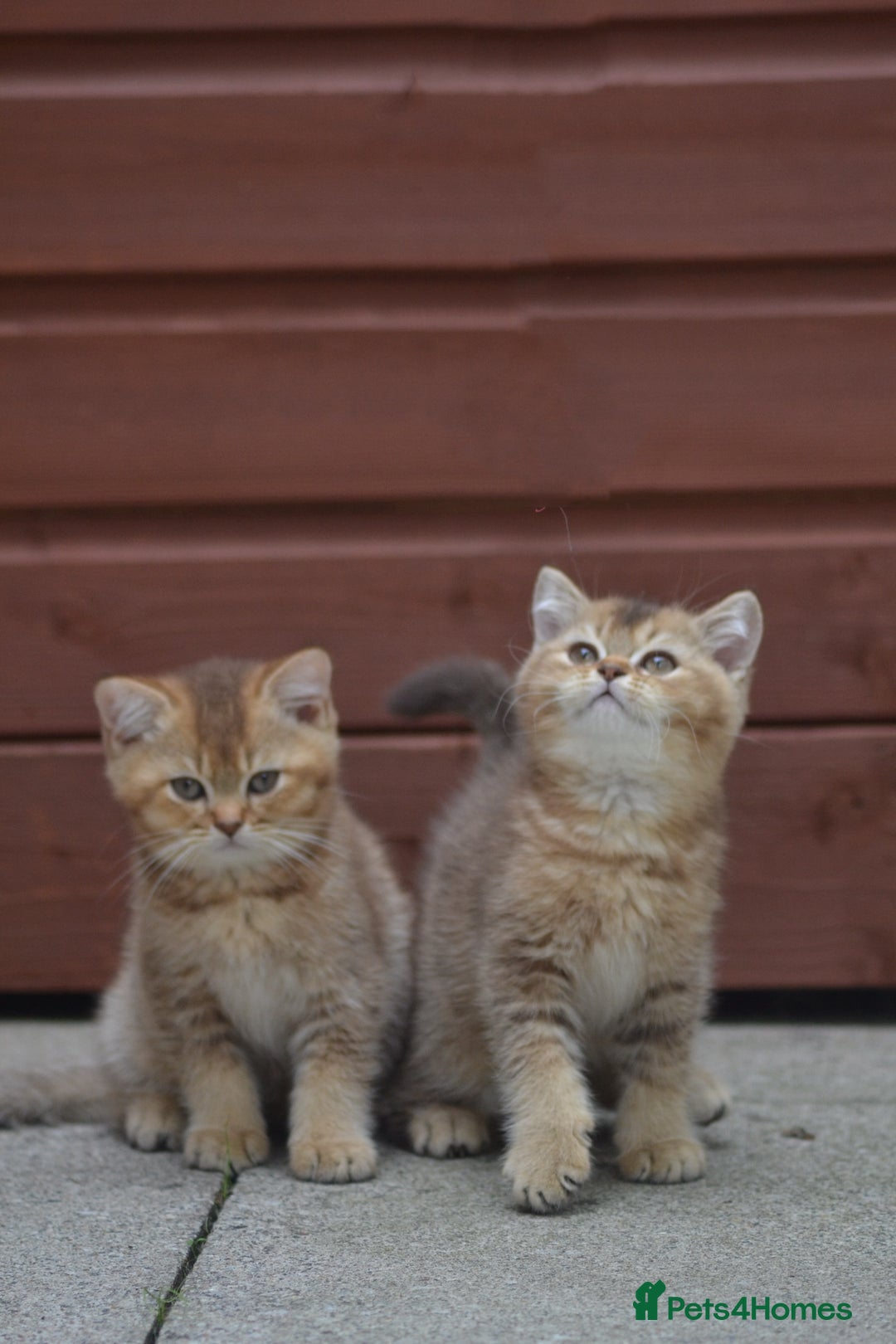 British Shorthair cats for sale: Last kitten left: TICA Golden Black Shaded BSH/BLH - Image 16