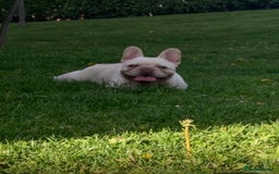 French Bulldog dogs for sale: DWKC registered French bulldog puppies  - Image 11