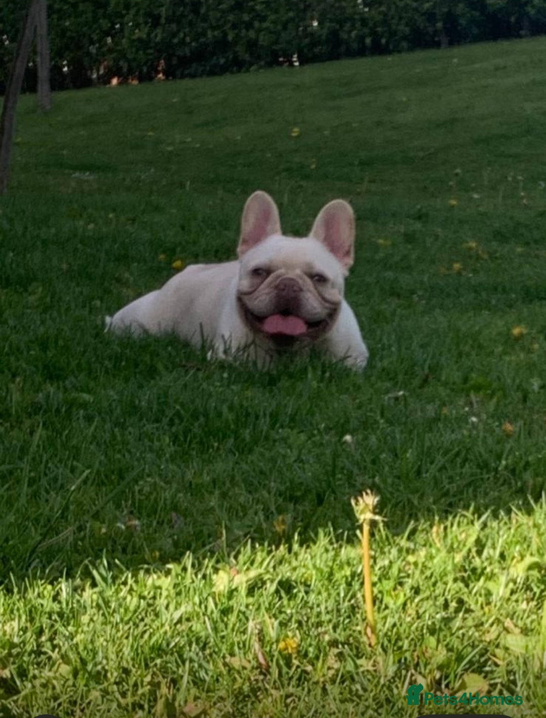French Bulldog dogs for sale: DWKC registered French bulldog puppies  - Image 11