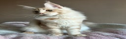 Maine Coon cats for sale: Pedigree Tica registered maine coon - Advert 5