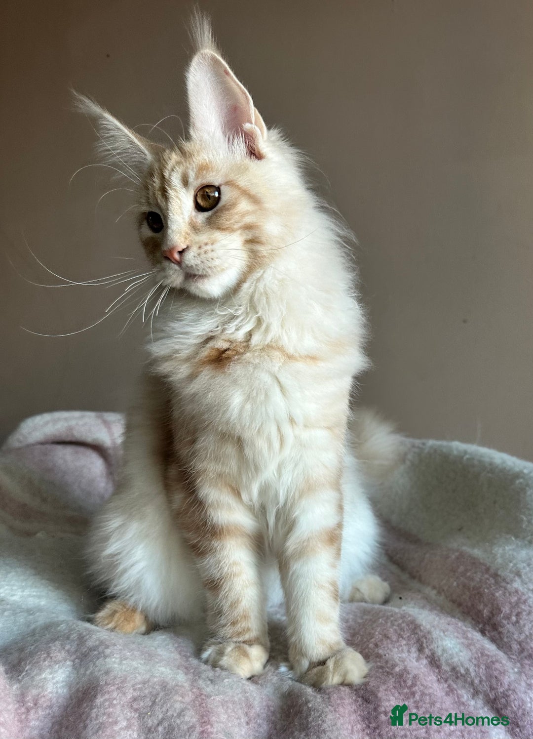 Maine Coon cats for sale: Pedigree Tica registered maine coon - Advert 5
