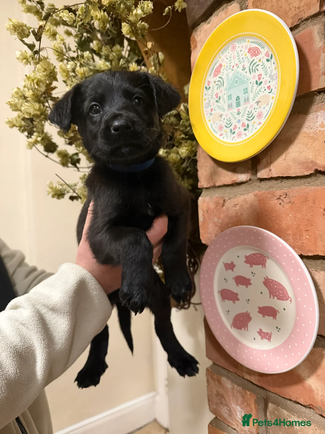 Mixed Breed dogs for sale: Belgian mal/working cocker spaniel  - Advert 6