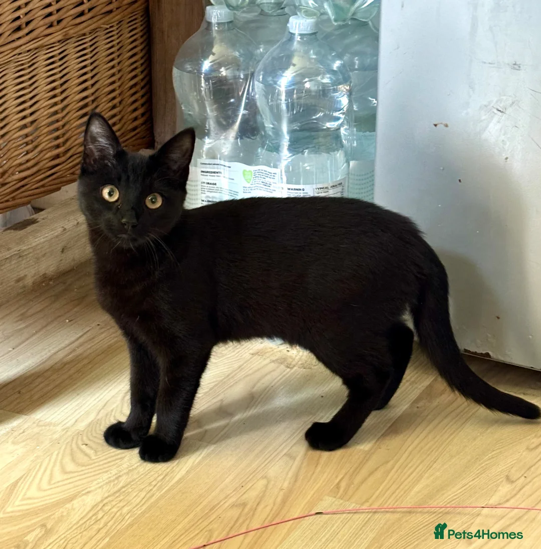 Bombay cats for sale: 6 month old Black Bombay Kitten - Advert 1