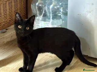 Bombay cats 6 month old Black Bombay Kitten - Advert 6