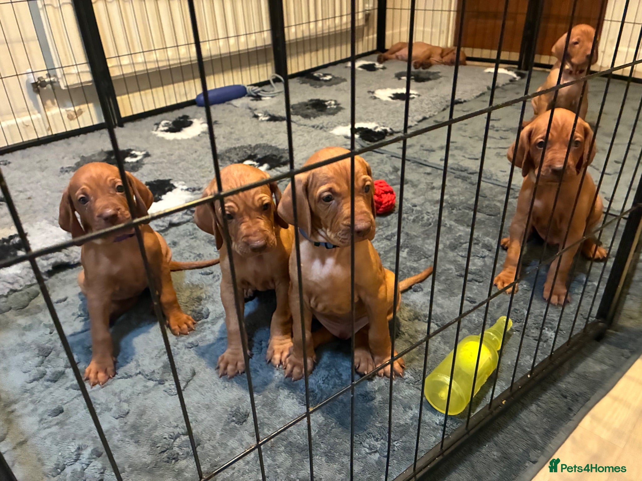 Hungarian Vizsla dogs  ❤️🤍MORE INDIVIDUAL PHOTOS ADDED🧡💙 - Advert 2
