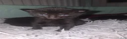 Mixed Breed cats for sale: Black cats ready for spooky season - Advert 3