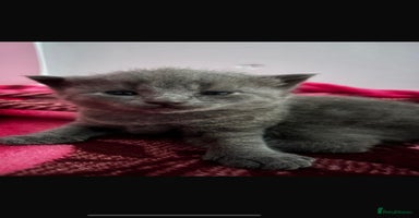 British Shorthair cats - Advert 13