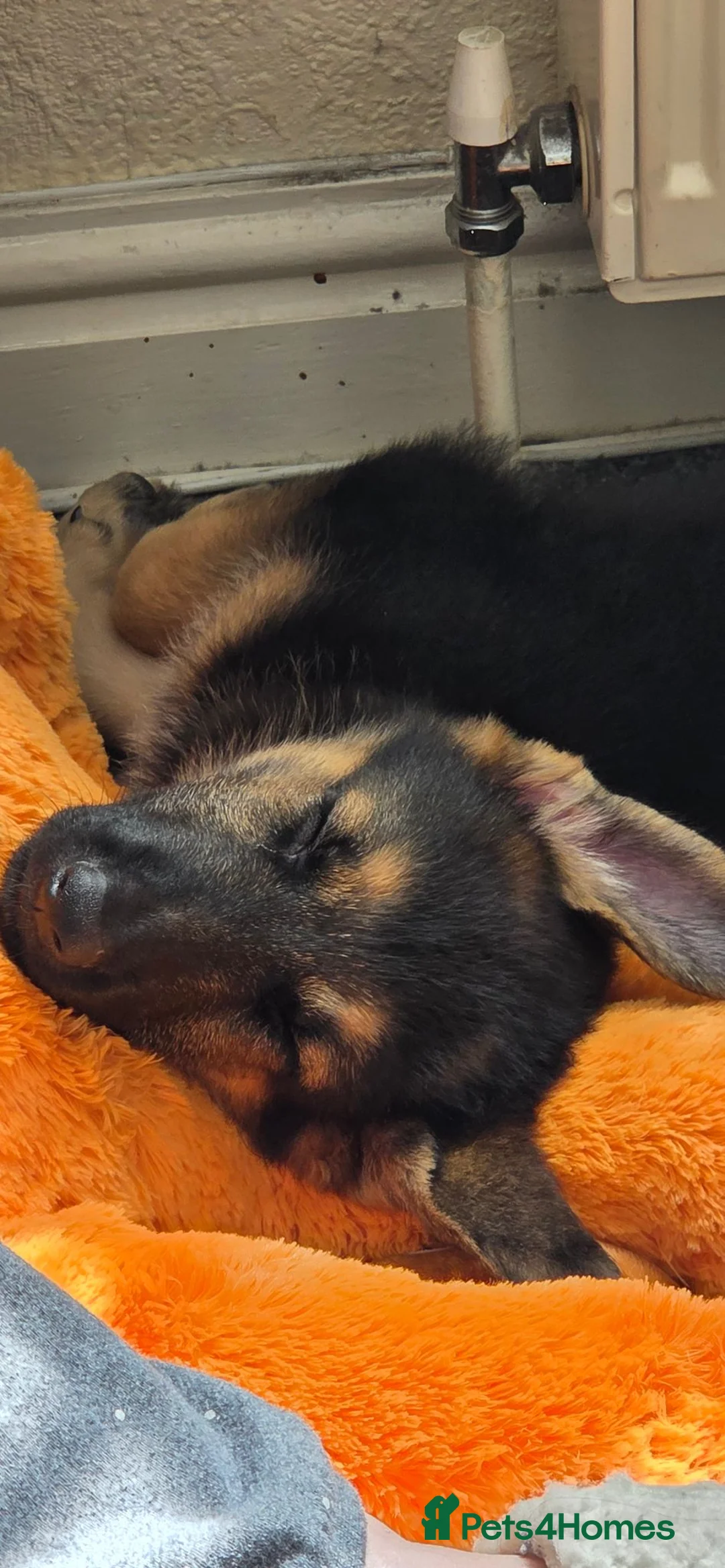 German Shepherd dogs for sale: 1 german shepherd puppy - Advert 10