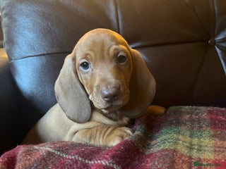 Dachshund dogs Beautiful dachshund pups - Advert 2