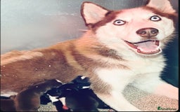 Siberian Husky dogs for sale: Siberian husky puppies - Image 2