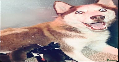 Siberian Husky dogs - Advert 13