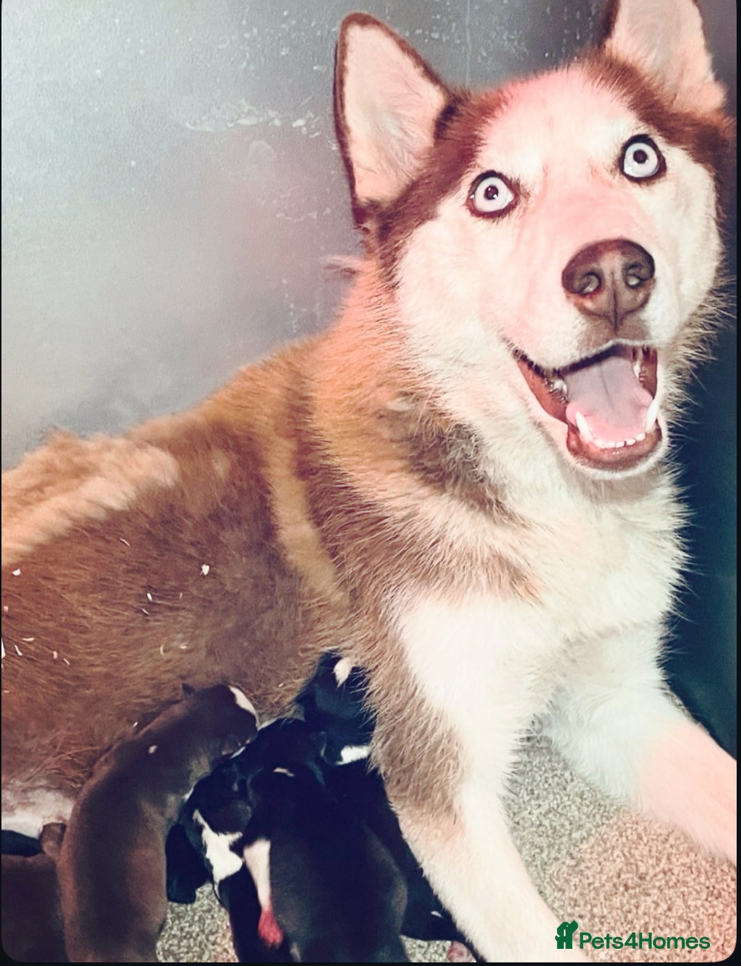 Siberian Husky dogs for sale: Siberian husky puppies - Image 2