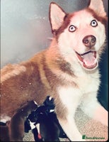 Siberian Husky dogs - Advert 13