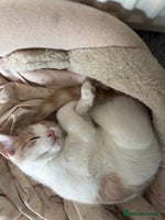 Mixed Breed cats - Advert 11