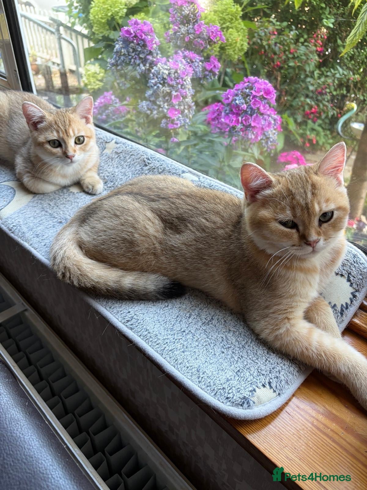 British Shorthair cats GCCF registered Golden boys  - Advert 2