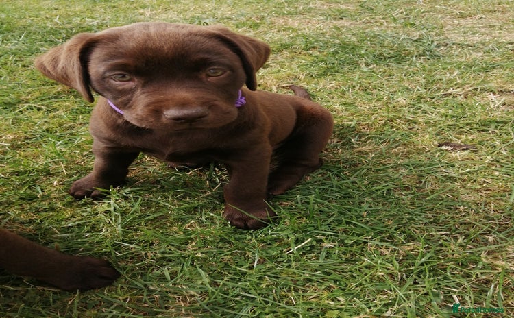 Labrador Retriever dogs - Advert 1