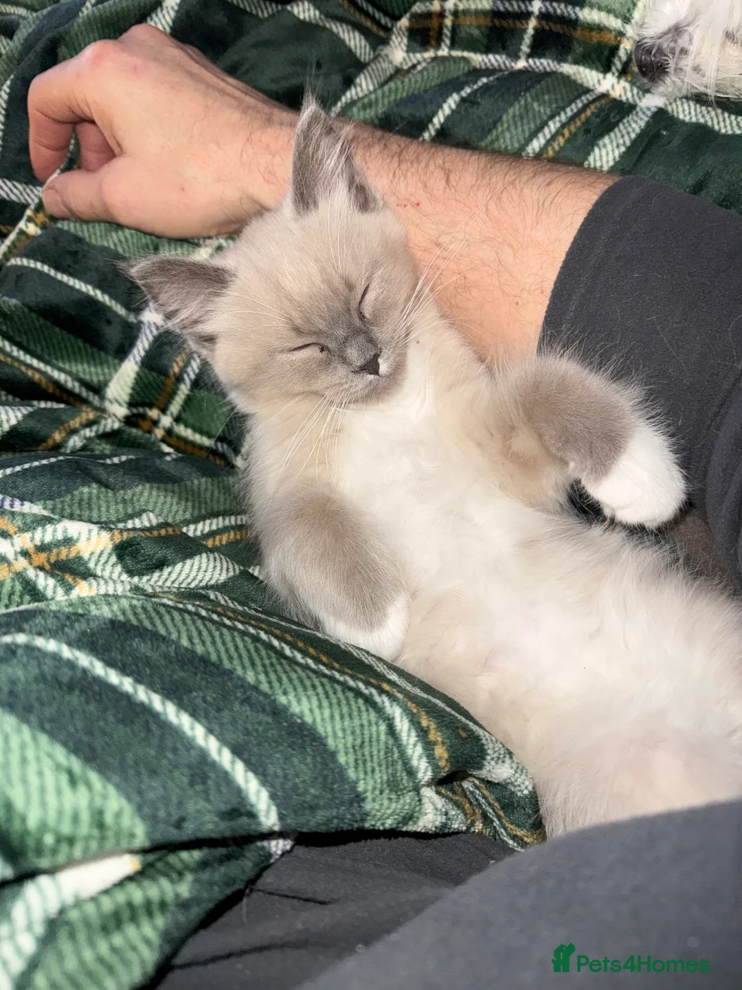 Ragdoll cats for sale: Fully vaccinated, vet checked V cuddly Ragdoll boy - Advert 22