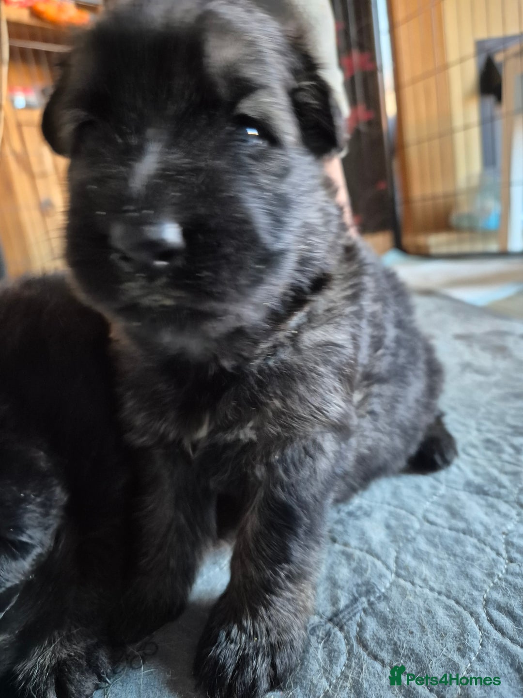 German Shepherd dogs for sale: German shepherd  - Advert 17