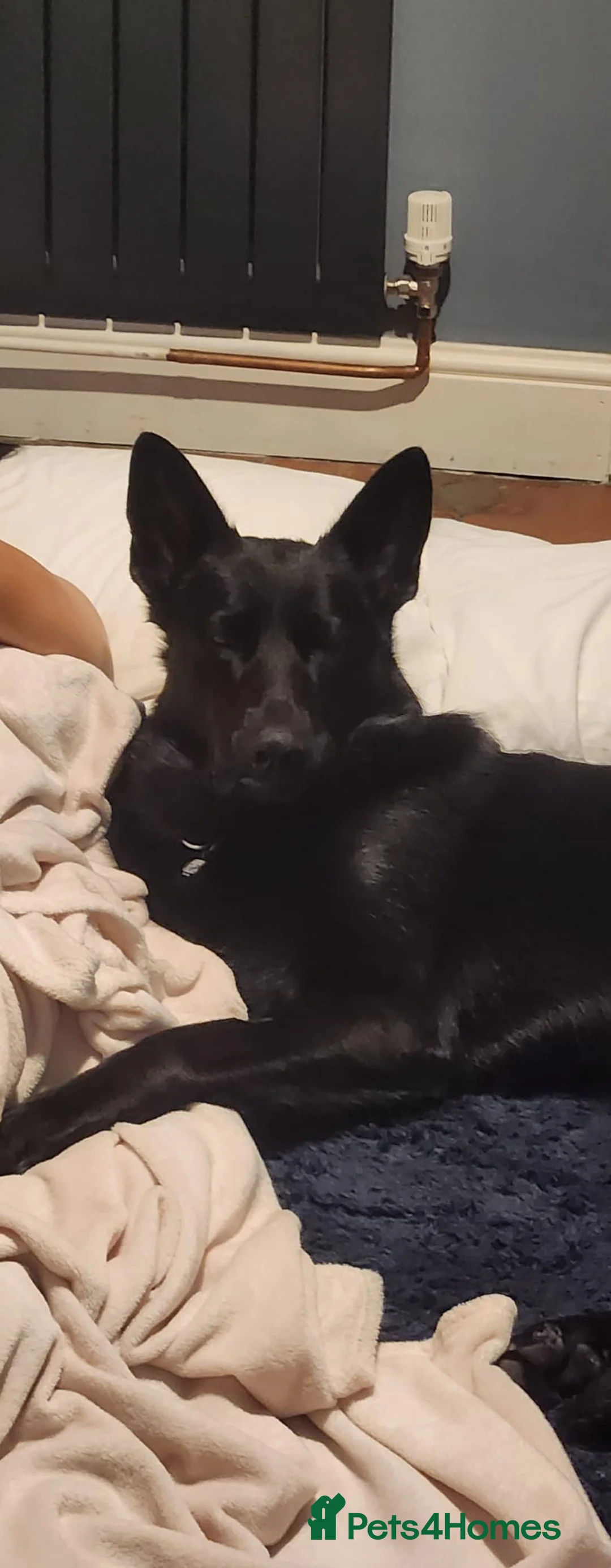 German Shepherd dogs for sale: Bobby  in Attleborough - Advert 2