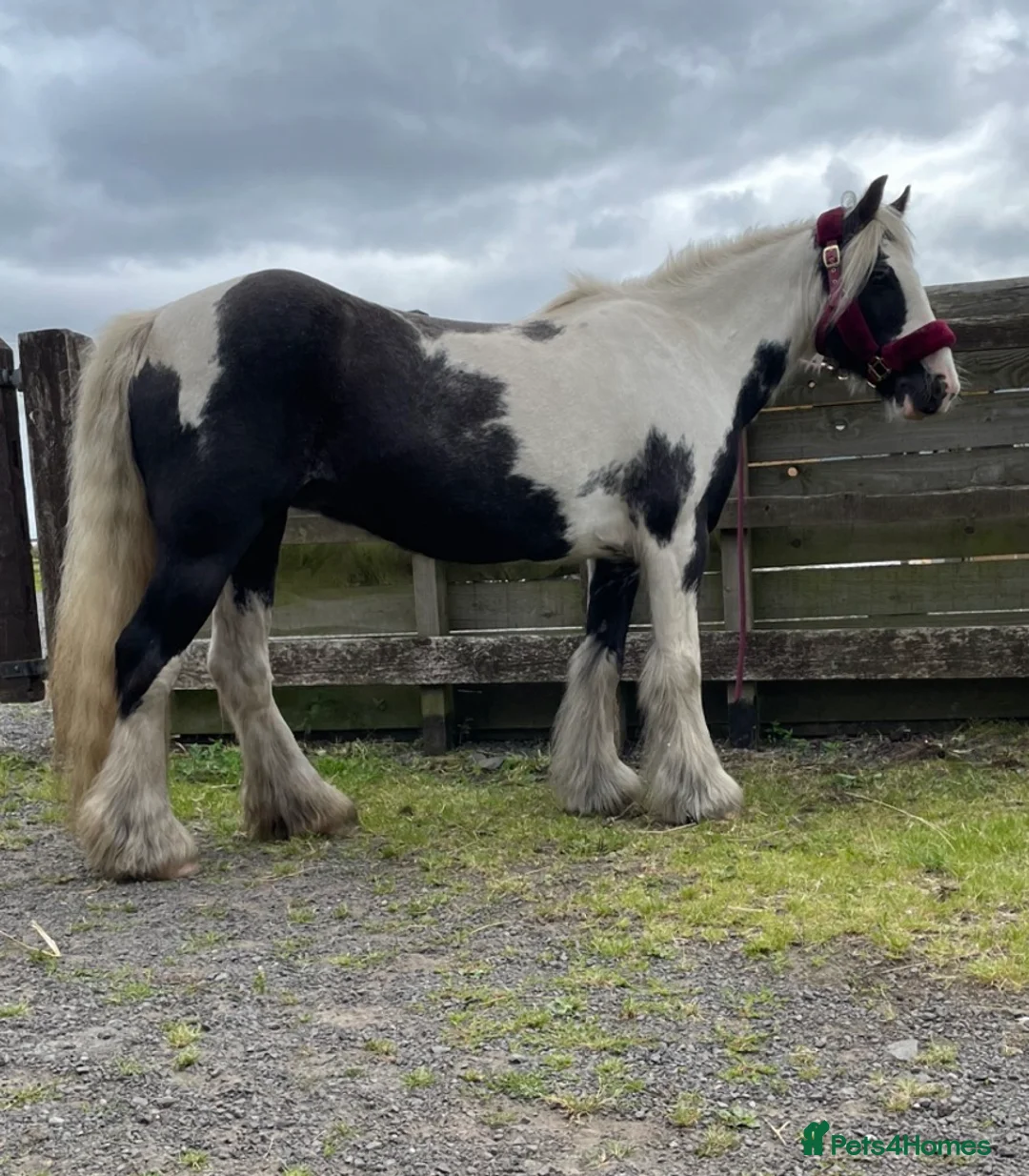 Irish Cob horses for sale: FAB FLEUR!! NEEDS GONE ASAP in Morpeth - Advert 2