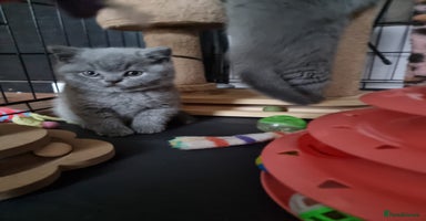 British Shorthair cats Lilac Female & Blue Males Healthy GCCF Pedigree - Advert 13