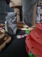British Shorthair cats Lilac Female & Blue Males Healthy GCCF Pedigree - Advert 2
