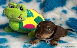 Miniature Dachshund dogs for sale: Beautiful mini long haired pups available  - Image 10