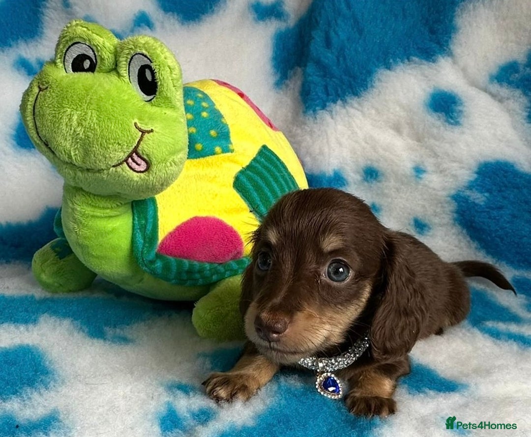 Miniature Dachshund dogs for sale: Beautiful mini long haired pups available  - Image 10