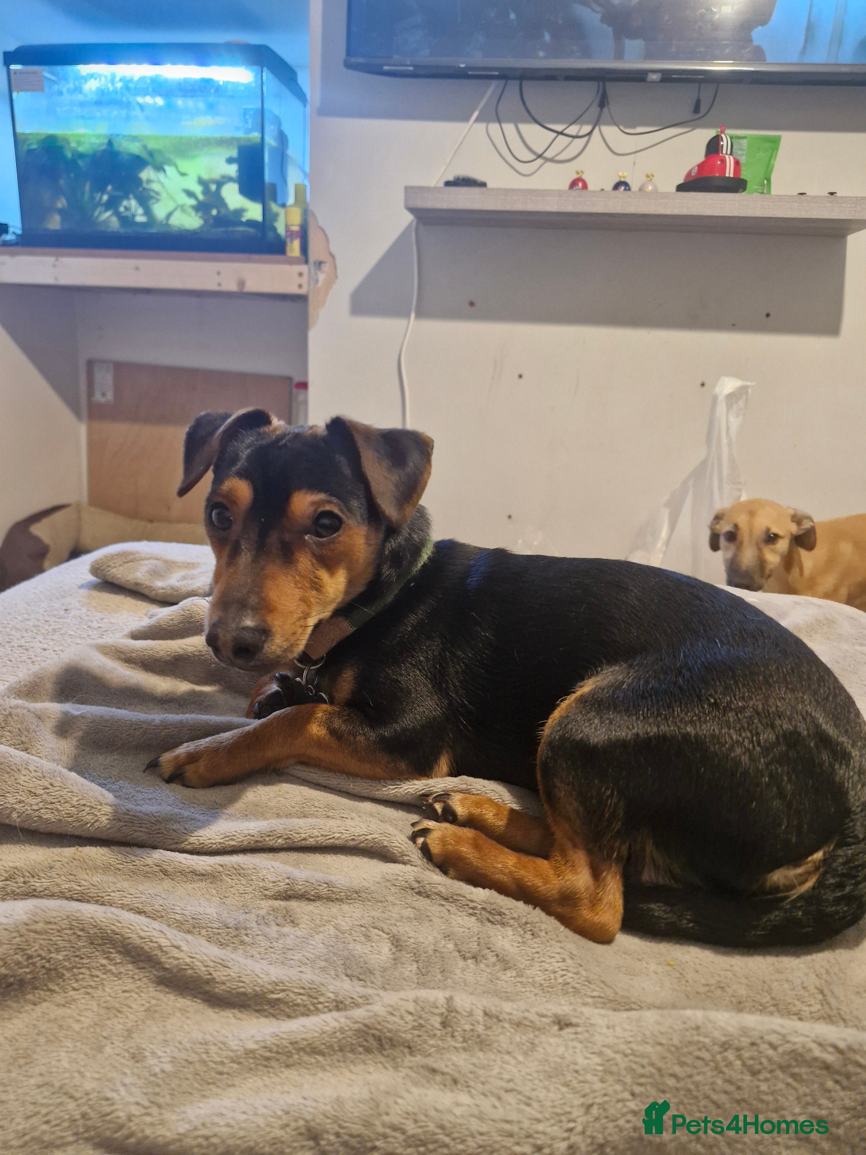 Jack Russell dogs 12 month male Jack Russell  - Advert 5