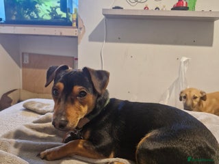 Jack Russell dogs 12 month male Jack Russell - Advert 1