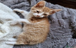 Domestic Shorthair cats for sale: Bundles off fun  - Image 14