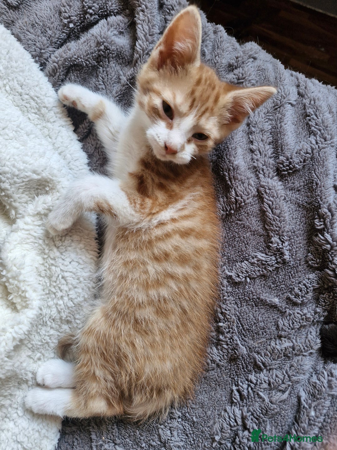 Domestic Shorthair cats for sale: Bundles off fun  - Image 14