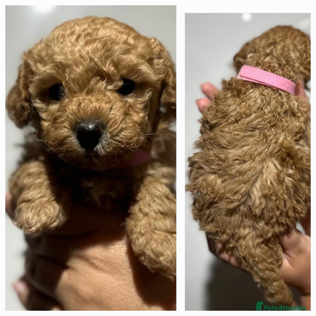 Maltipoo dogs for sale: Maltipoo  - Image 3