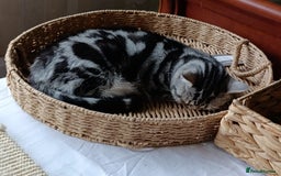Scottish Fold cats for sale: Scottish fold kittens  - Image 18