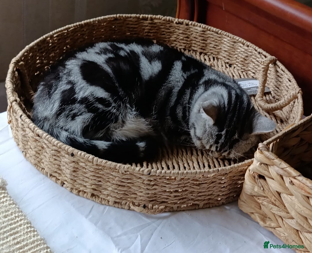 Scottish Fold cats for sale: Scottish fold kittens  - Image 18