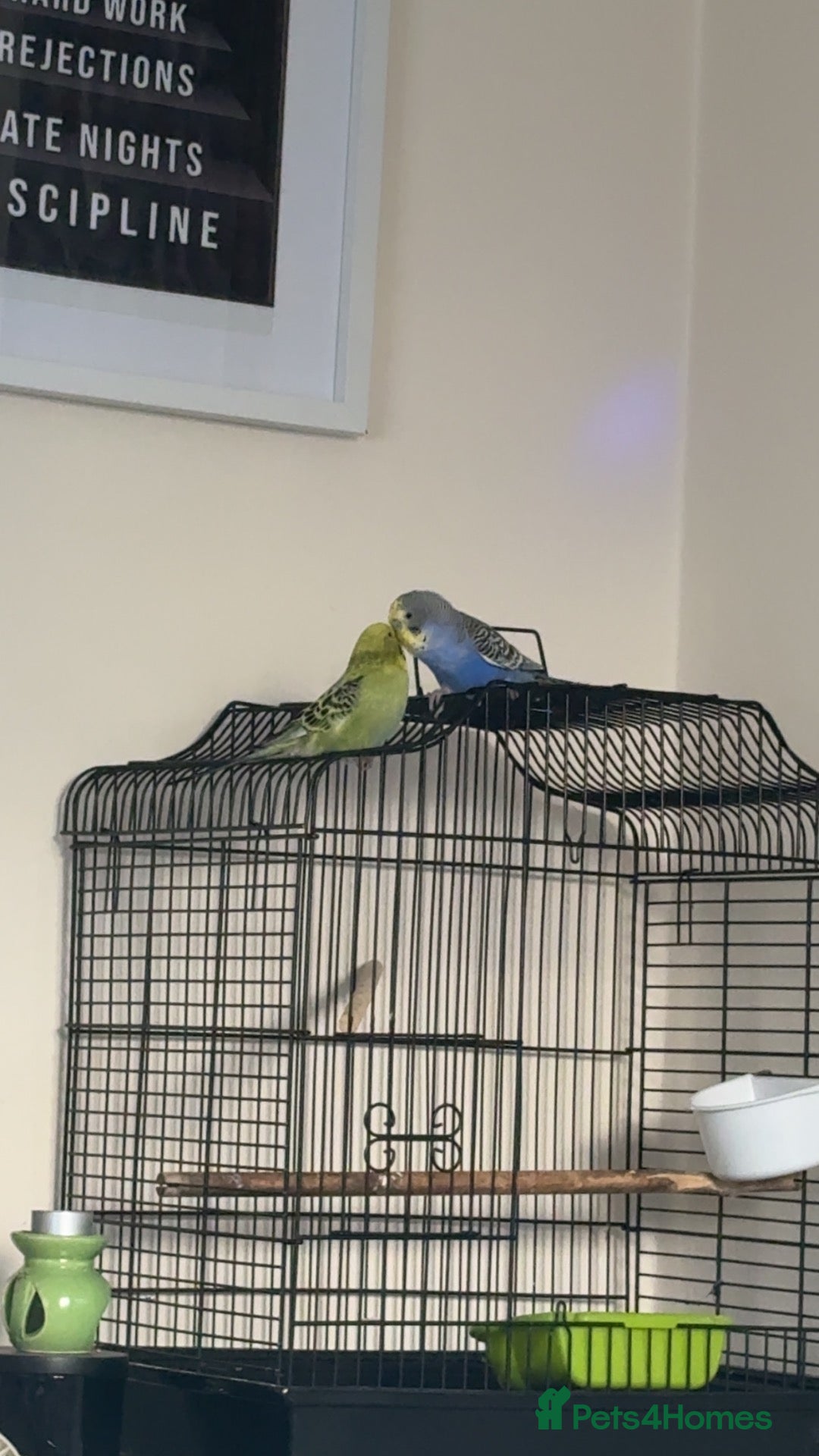 Budgerigars birds Pair budgies  - Advert 1