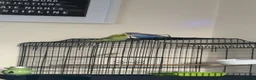Budgerigars birds for sale: Pair budgies  - Advert 1